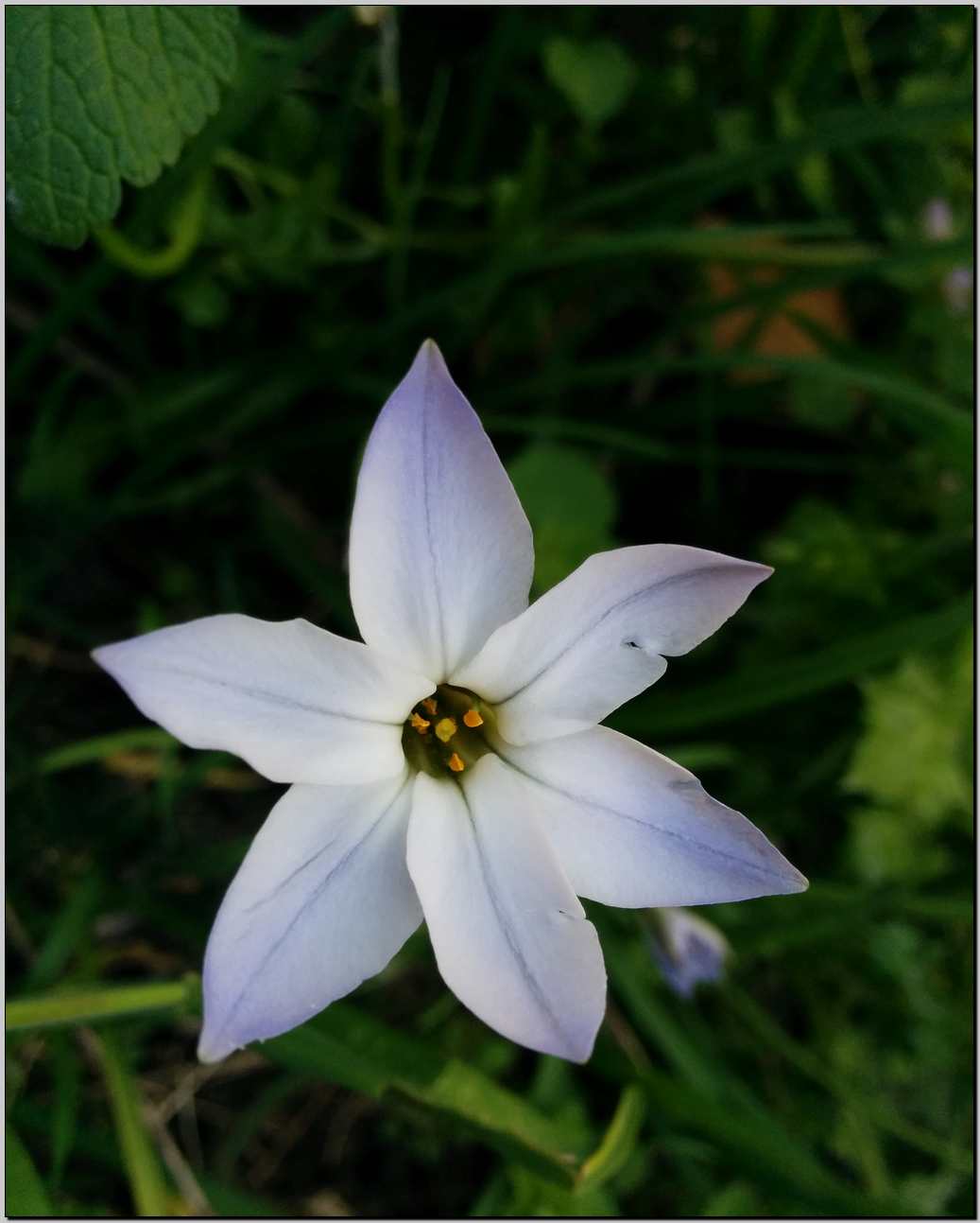 Ipheion uniflorum